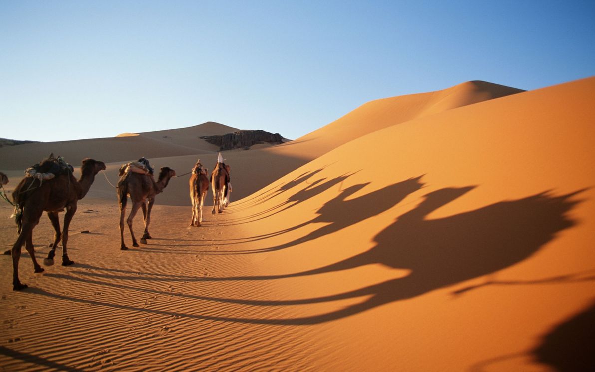 The classic way to cross the Sahara: with the help of the planet's best desert survivors.