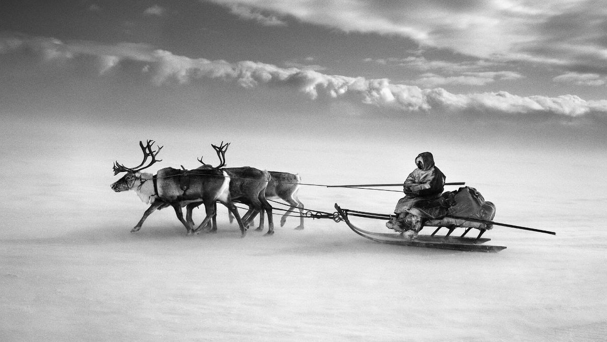How do you get around Siberia if there are no roads? Try a reindeer sled!