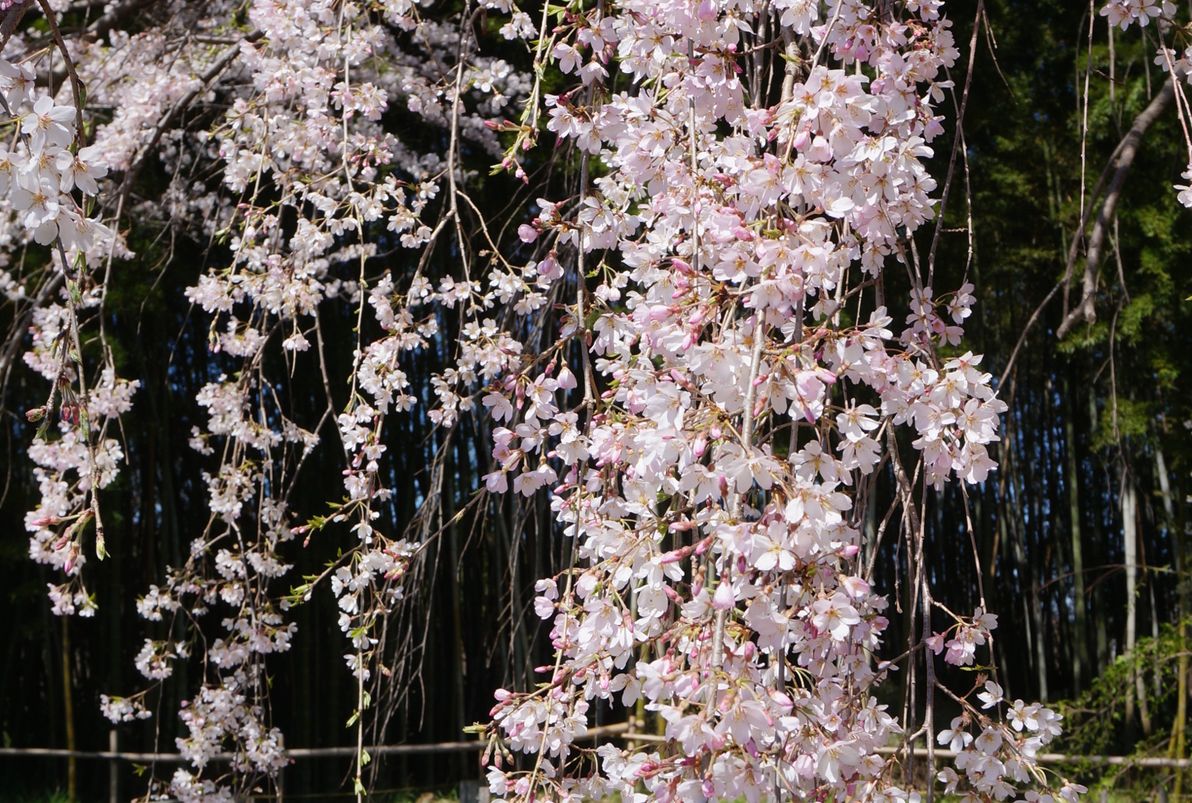 The annual cherry blossom in Japan is a spectacle of great beauty.